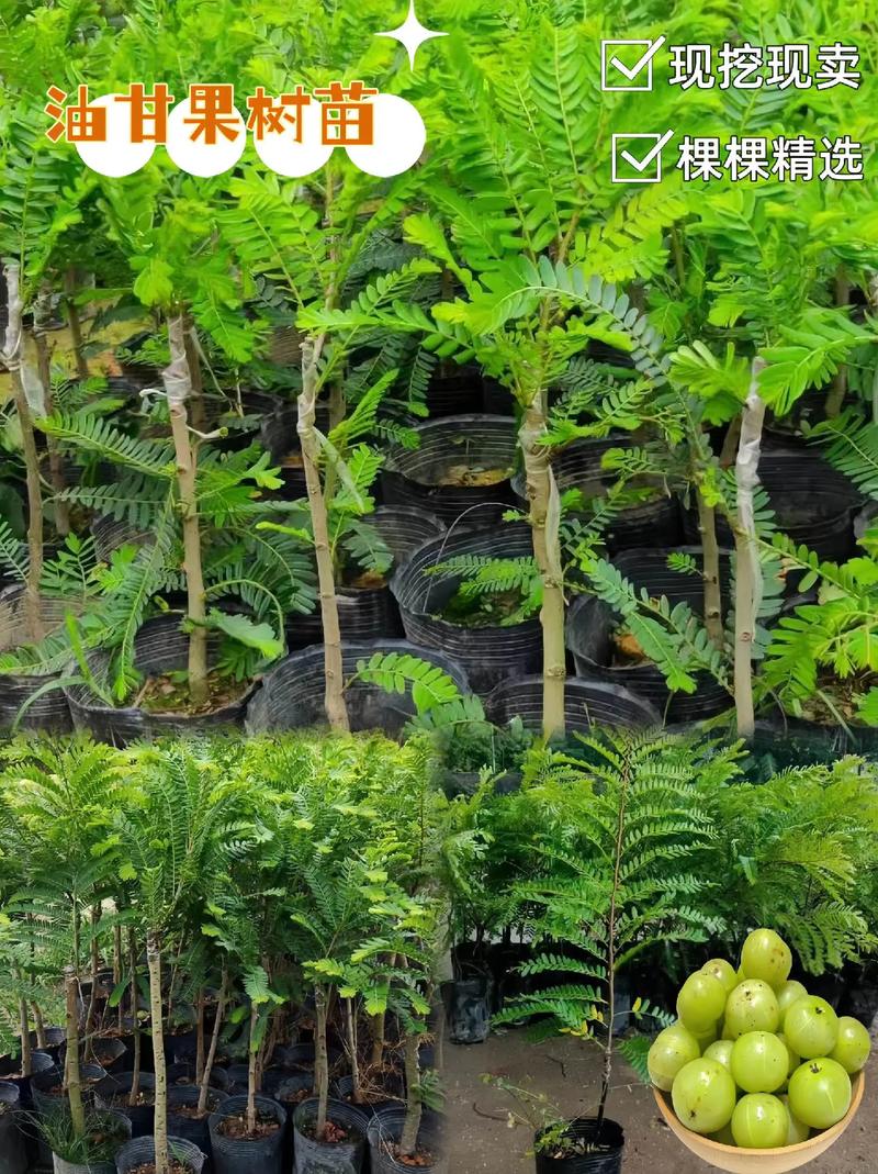 余甘果应该怎么样种植好，野生水果 种植技术要求。 余甘果应该怎么样种植好，野生水果 种植技术要求。 家禽养殖