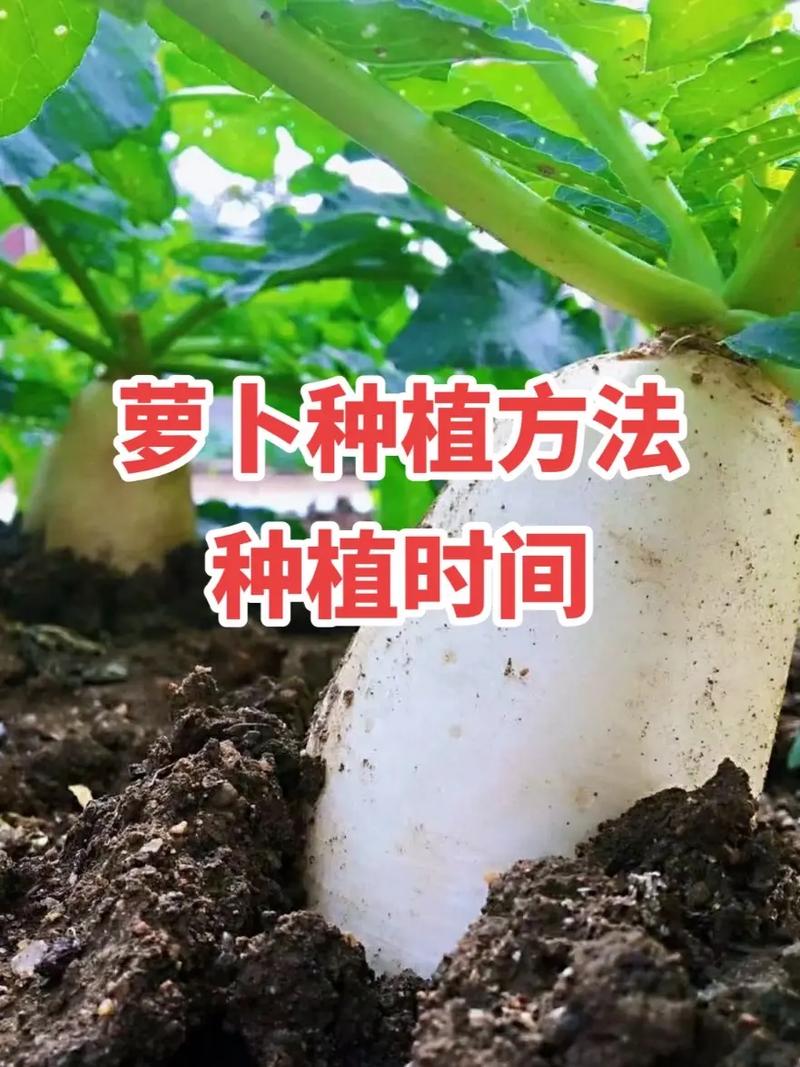 水果萝卜种植技术，水果萝卜种植教学视频。 水果萝卜种植技术，水果萝卜种植教学视频。 蔬菜种植