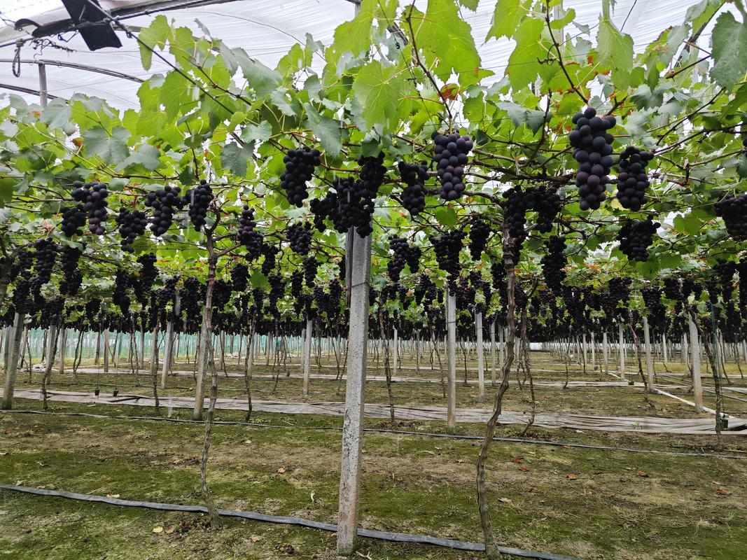 山东省内有哪些比较著名的葡萄产地，山东种植水果产地在哪里。 山东省内有哪些比较著名的葡萄产地，山东种植水果产地在哪里。 土壤施肥