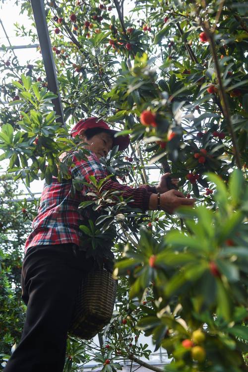 慈溪市最大的农产品批发市场，慈溪龙山镇水果种植基地。 慈溪市最大的农产品批发市场，慈溪龙山镇水果种植基地。 家禽养殖