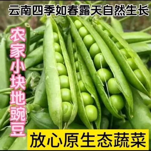 云南文山现在可以种植豌豆吗？如果可以请推荐一个品种，云南水果豌豆种植时间。 云南文山现在可以种植豌豆吗？如果可以请推荐一个品种，云南水果豌豆种植时间。 水果种植