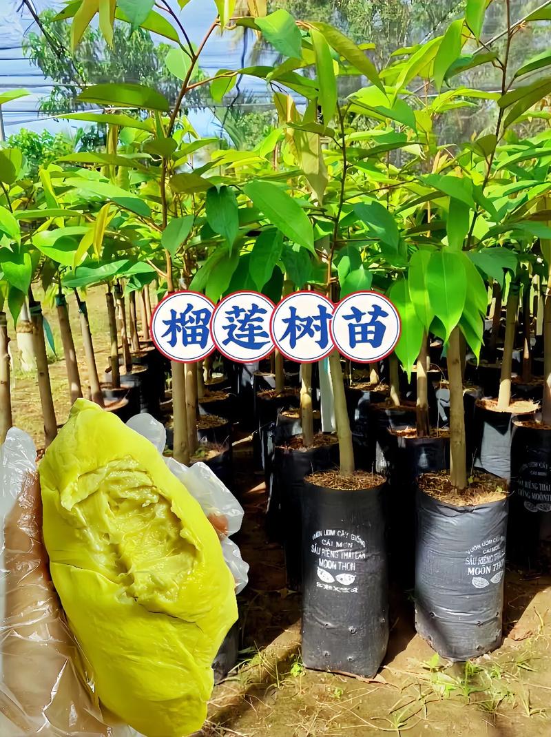 请问下北京哪家湘菜馆正宗，岳麓区水果榴莲种植基地在哪里。 请问下北京哪家湘菜馆正宗，岳麓区水果榴莲种植基地在哪里。 畜牧养殖