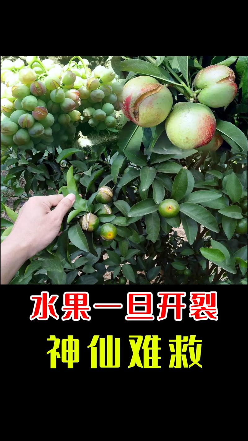 渝是哪里，大足水果种植基地地址在哪里。 渝是哪里，大足水果种植基地地址在哪里。 水果种植