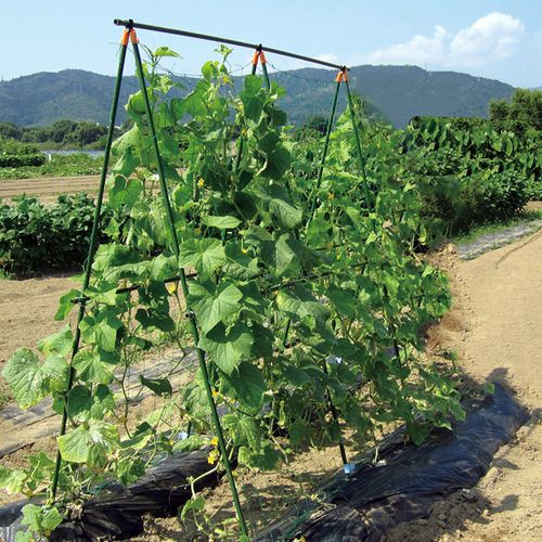 黄瓜架挨着豆角行吗，水果黄瓜种植攀爬架图片。 黄瓜架挨着豆角行吗，水果黄瓜种植攀爬架图片。 土壤施肥