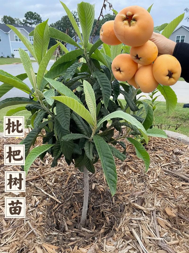 栽的批杷小树弟几年结果才好，天津枇杷水果种植基地在哪里。 栽的批杷小树弟几年结果才好，天津枇杷水果种植基地在哪里。 家禽养殖