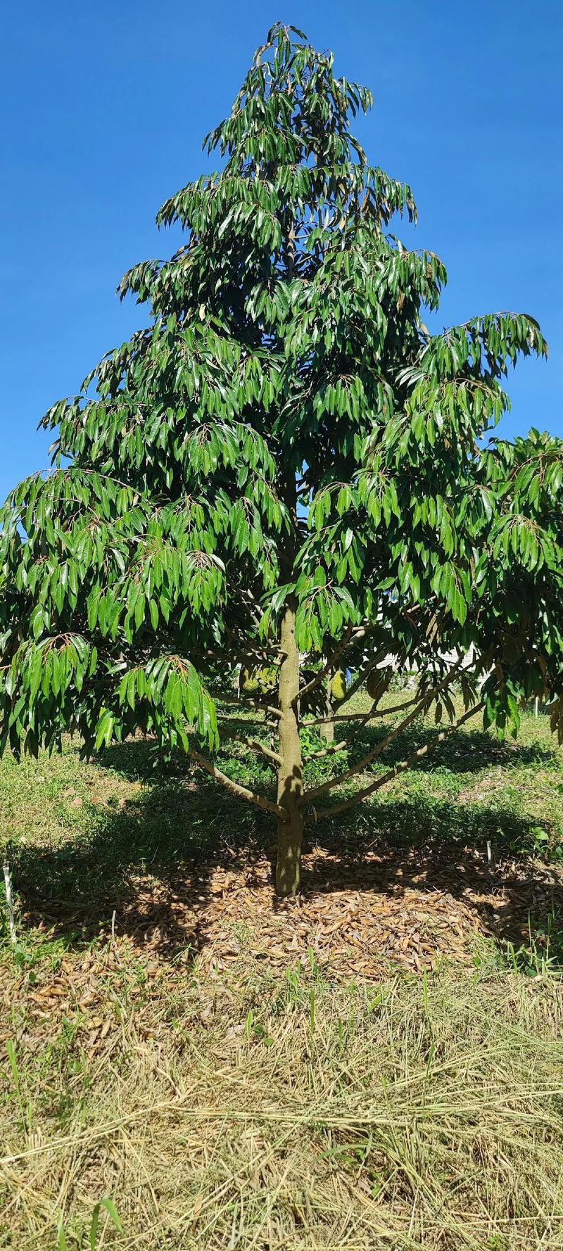 海南北部能种榴莲吗，北部水果种植基地。 海南北部能种榴莲吗，北部水果种植基地。 土壤施肥