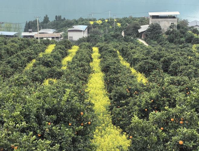 云南适合种植什么果树，芒市水果柑子种植基地在哪里。 云南适合种植什么果树，芒市水果柑子种植基地在哪里。 家禽养殖