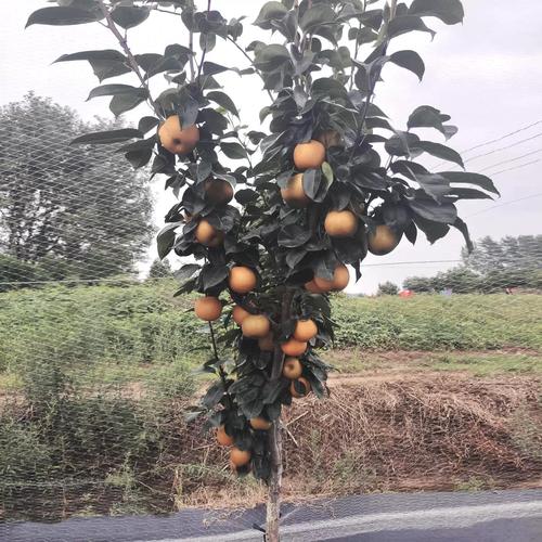 湖南衡阳可以种什么水果，水果种植风水讲究。 湖南衡阳可以种什么水果，水果种植风水讲究。 土壤施肥