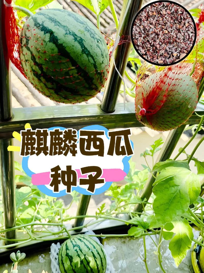 夏天有哪些水果，夏季水果的种植方法有哪些。 夏天有哪些水果，夏季水果的种植方法有哪些。 蔬菜种植