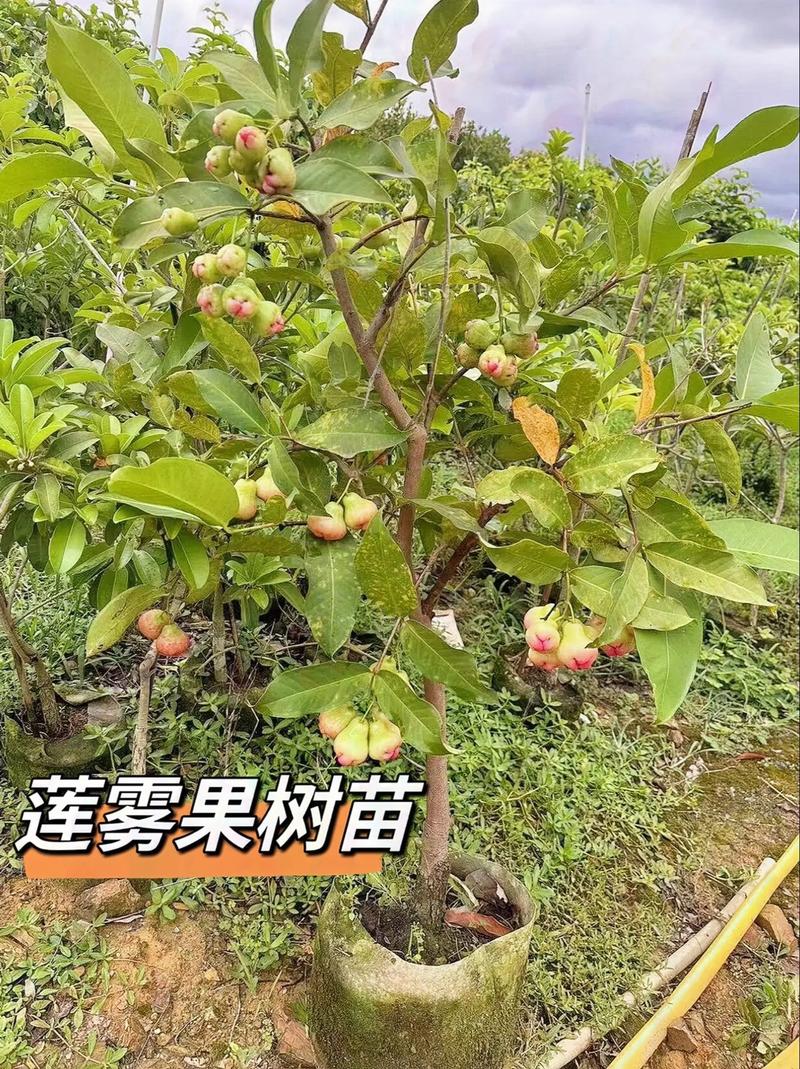 中原地区能种莲雾么，莲雾水果种植地区有哪些。 中原地区能种莲雾么，莲雾水果种植地区有哪些。 水果种植