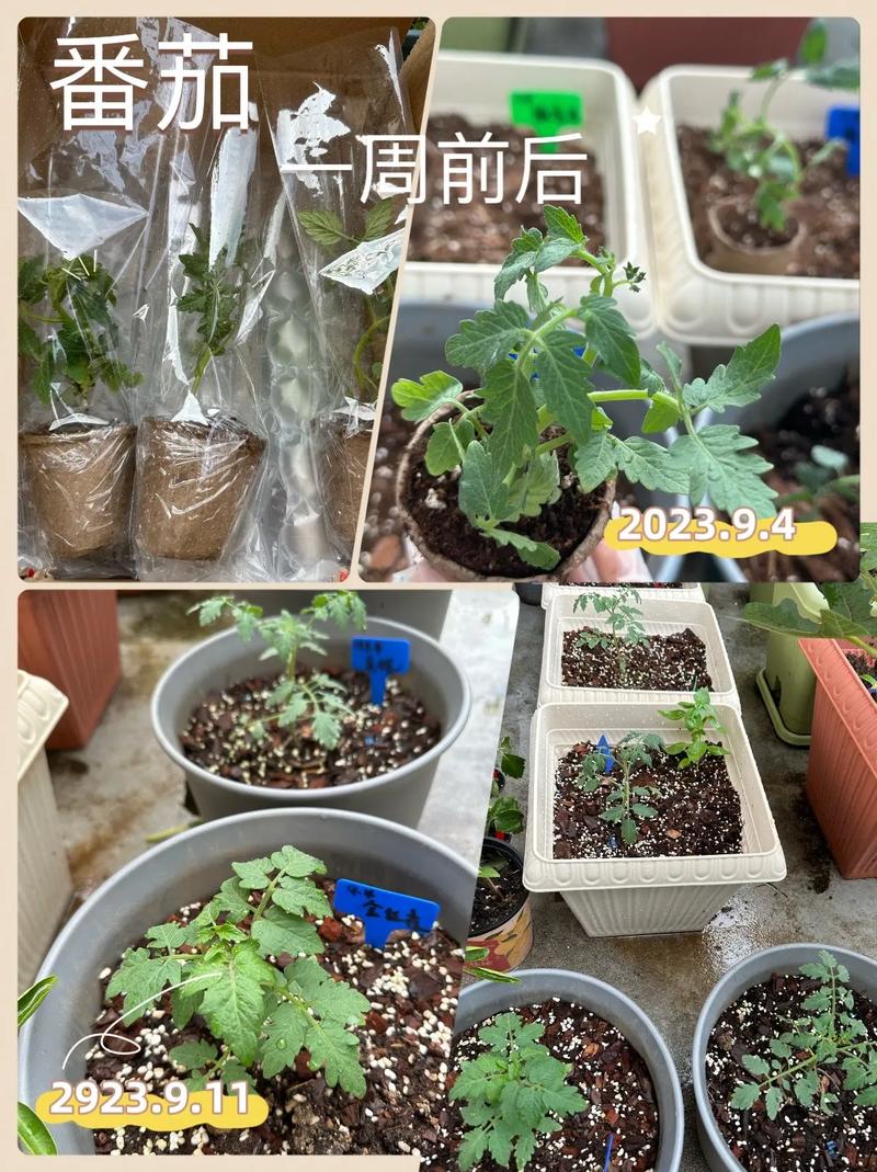 黄珍珠番茄种植过程，黄色水果西红柿种植技术视频。 黄珍珠番茄种植过程，黄色水果西红柿种植技术视频。 蔬菜种植