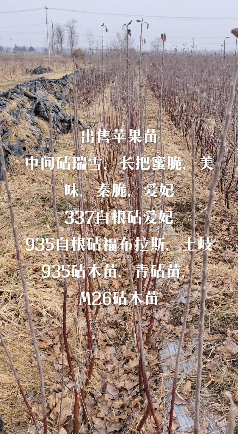 河北苹果种植基地，种植水果基地地址在哪里。 河北苹果种植基地，种植水果基地地址在哪里。 水果种植