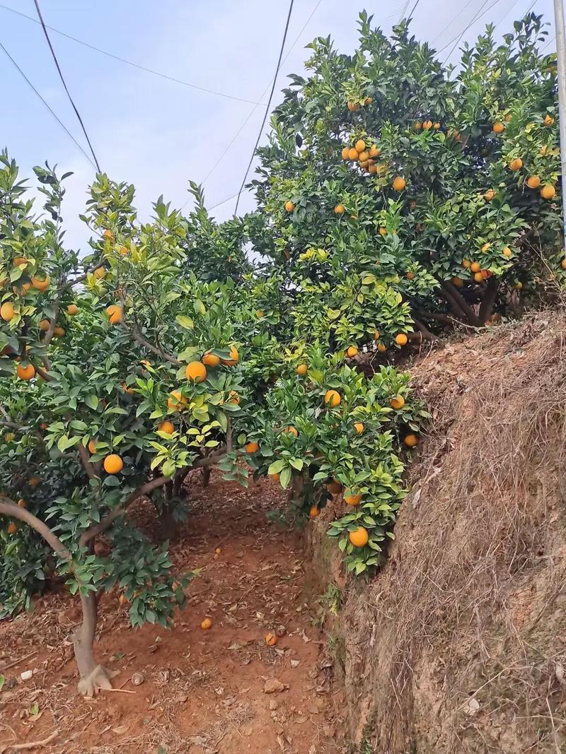 江西吉安特产水果，吉安水果种植户有多少。 江西吉安特产水果，吉安水果种植户有多少。 水果种植