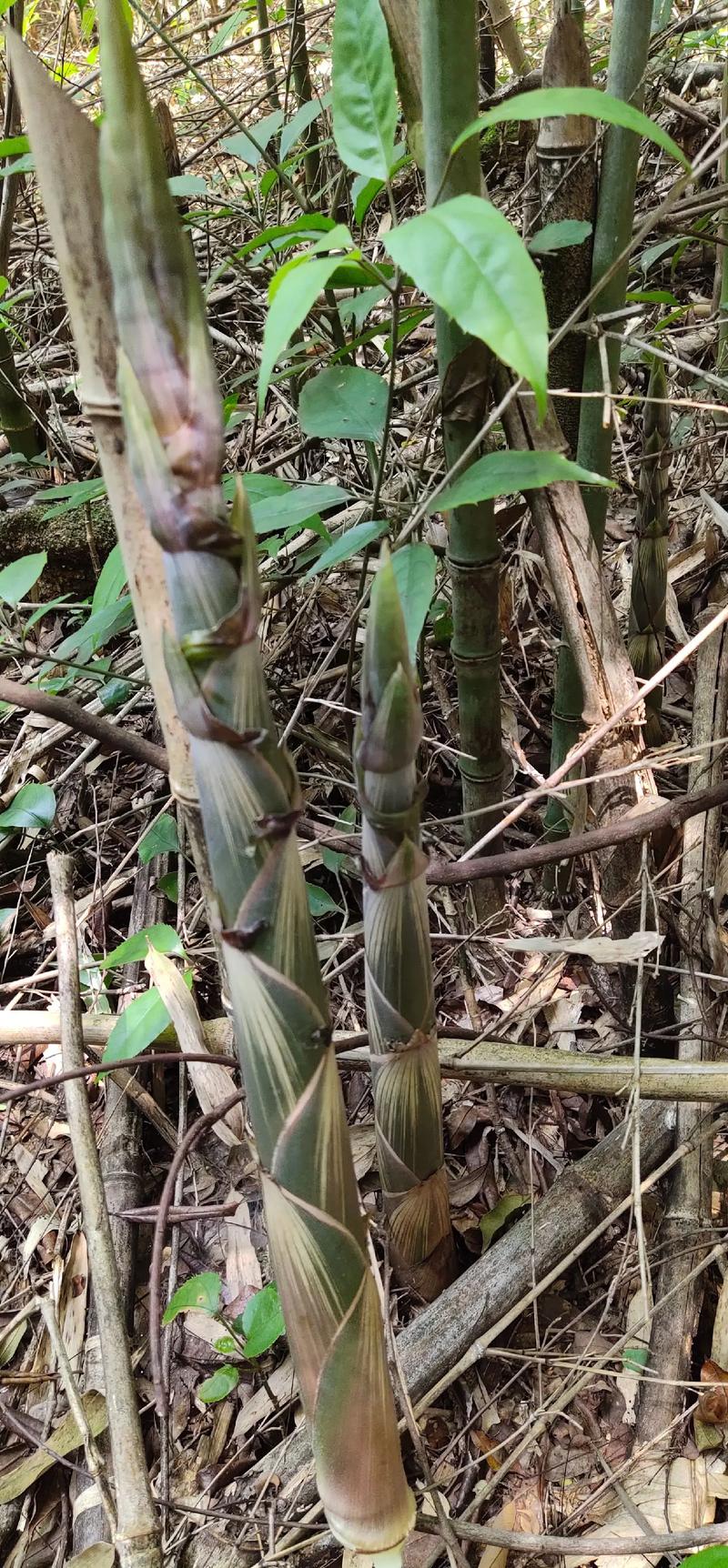 保山卤黄笋的做法，保山水果竹笋种植基地。 保山卤黄笋的做法，保山水果竹笋种植基地。 家禽养殖