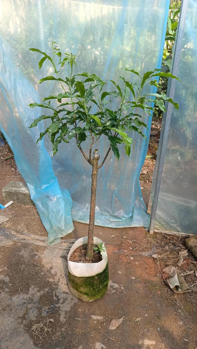 黄晶果浙江可以种植吗，浙江有机水果种植基地在哪里。 黄晶果浙江可以种植吗，浙江有机水果种植基地在哪里。 土壤施肥