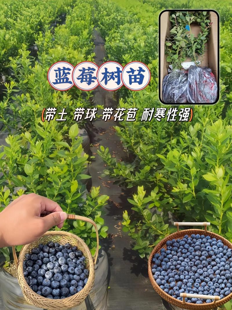 蓝莓怎么种植才能枝繁叶茂，水果钙王种植温度要求。 蓝莓怎么种植才能枝繁叶茂，水果钙王种植温度要求。 畜牧养殖