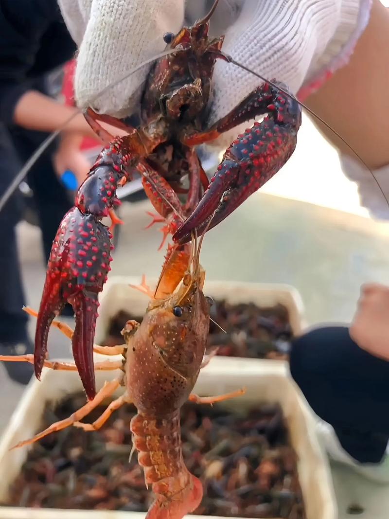 湖北随州养殖小龙虾怎么样，湖北随州种植水果的地方。 湖北随州养殖小龙虾怎么样，湖北随州种植水果的地方。 土壤施肥