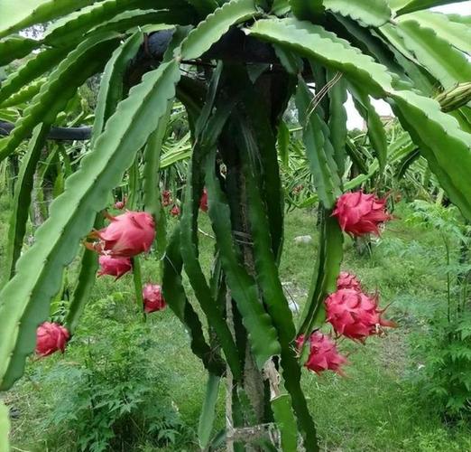 在北方种植火龙果，怎样增加棚内温度，北方种植热带水果技术要求。 在北方种植火龙果，怎样增加棚内温度，北方种植热带水果技术要求。 水果种植