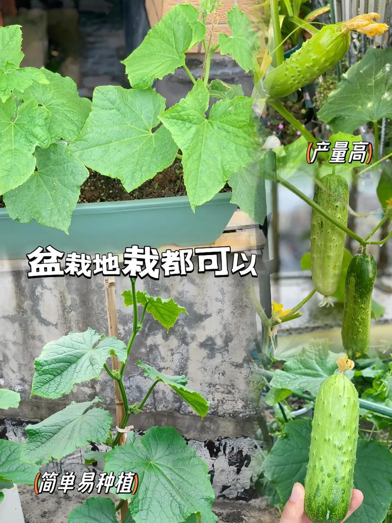 哪些水果蔬菜种植简单，易成活，很快结果的，农村多种水果树种植方法。 哪些水果蔬菜种植简单，易成活，很快结果的，农村多种水果树种植方法。 畜牧养殖