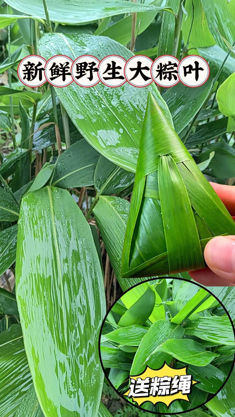 请问一下,有人知道棕子的做法吗，水果粽叶种植方法视频。 请问一下,有人知道棕子的做法吗，水果粽叶种植方法视频。 土壤施肥