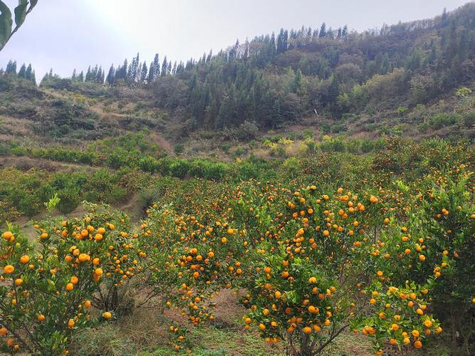 郴州桂阳有什么好玩的，和县水果种植基地。 郴州桂阳有什么好玩的，和县水果种植基地。 土壤施肥