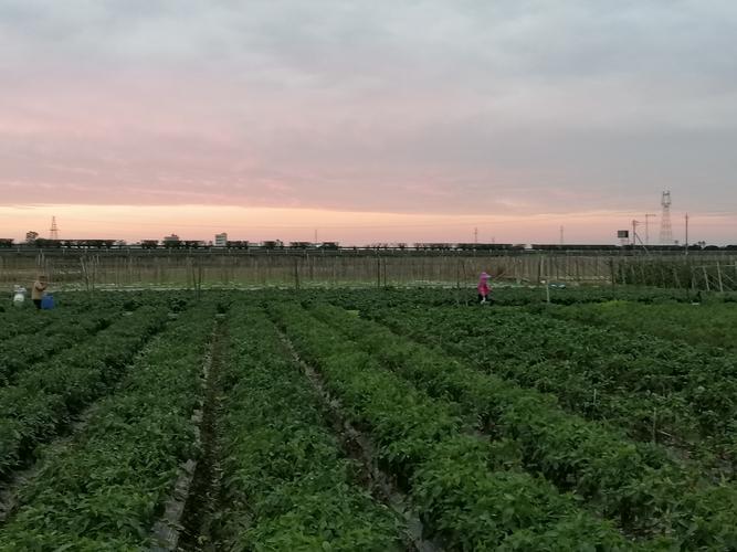 海南冬天种植什么最好，海南冬天本地水果种植时间。 海南冬天种植什么最好，海南冬天本地水果种植时间。 蔬菜种植