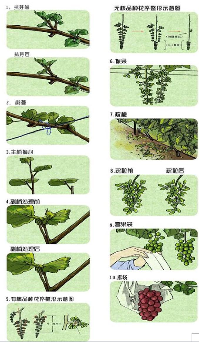 一年级下册桃和葡萄哪个贵，桃子种植成本。 一年级下册桃和葡萄哪个贵，桃子种植成本。 蔬菜种植