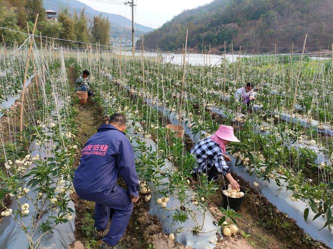 农民该如何去发展有机水果种植，高品质水果种植技术有哪些。 农民该如何去发展有机水果种植，高品质水果种植技术有哪些。 土壤施肥