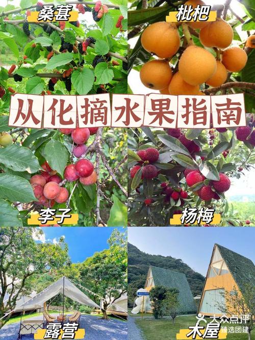 农民该如何去发展有机水果种植，水果大众排名榜。 农民该如何去发展有机水果种植，水果大众排名榜。 家禽养殖