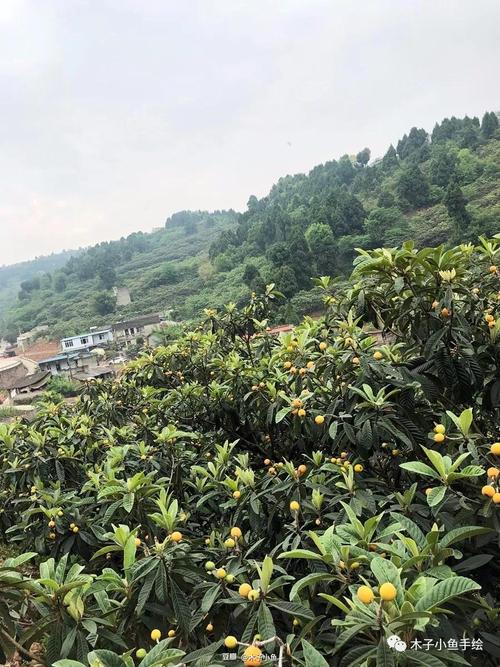 龙泉枇杷沟还有枇杷吗，龙泉冬季水果种植时间。 龙泉枇杷沟还有枇杷吗，龙泉冬季水果种植时间。 水果种植