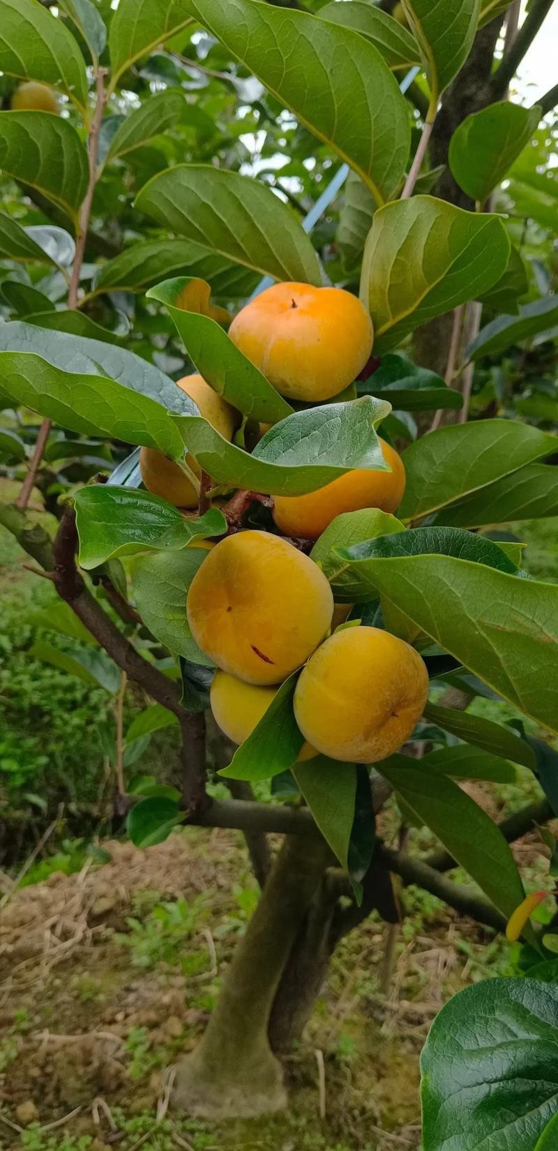 青白江水果批发市场在什么位置，青白江本地水果种植基地。 青白江水果批发市场在什么位置，青白江本地水果种植基地。 家禽养殖