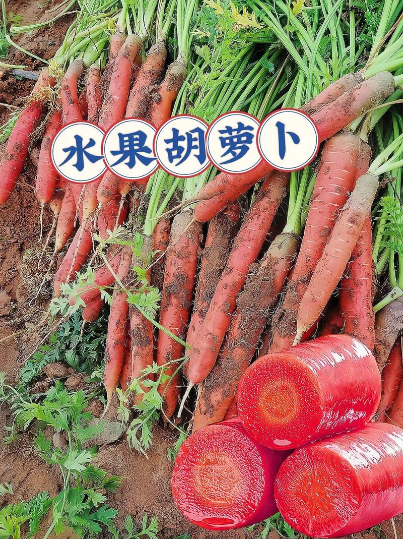 脆青鲜食水果萝卜种植时间和方法，根藤水果的种植方法。 脆青鲜食水果萝卜种植时间和方法，根藤水果的种植方法。 家禽养殖