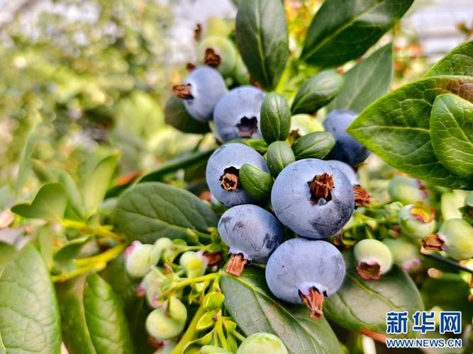 云南3a景区名单2020，曲靖蓝莓水果种植基地在哪里。 云南3a景区名单2020，曲靖蓝莓水果种植基地在哪里。 蔬菜种植