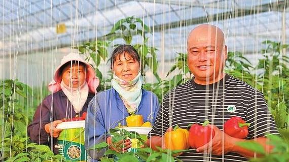 云南江川有哪些水果，江川水果种植面积。 云南江川有哪些水果，江川水果种植面积。 蔬菜种植