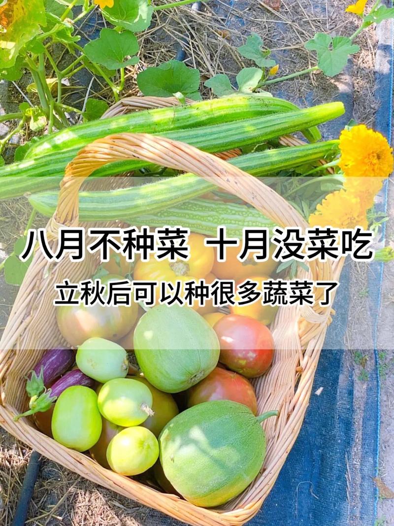 8月8日就立秋了，这个时候在北方能种植什么蔬菜？怎么种植呢，豫东适合种植水果蔬菜吗。 8月8日就立秋了，这个时候在北方能种植什么蔬菜？怎么种植呢，豫东适合种植水果蔬菜吗。 畜牧养殖