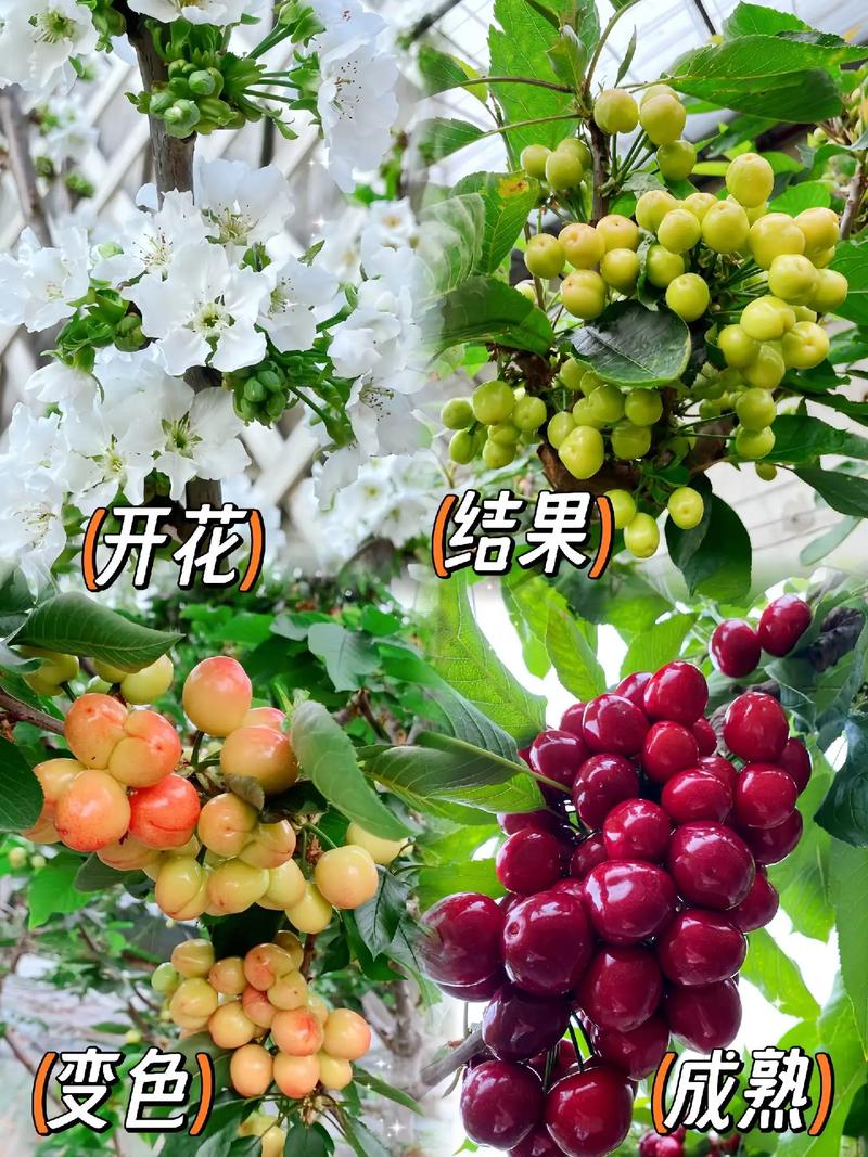 冬季水果放在车内怎样保持不冻卖，冬季盆栽水果种植方法。 冬季水果放在车内怎样保持不冻卖，冬季盆栽水果种植方法。 水果种植