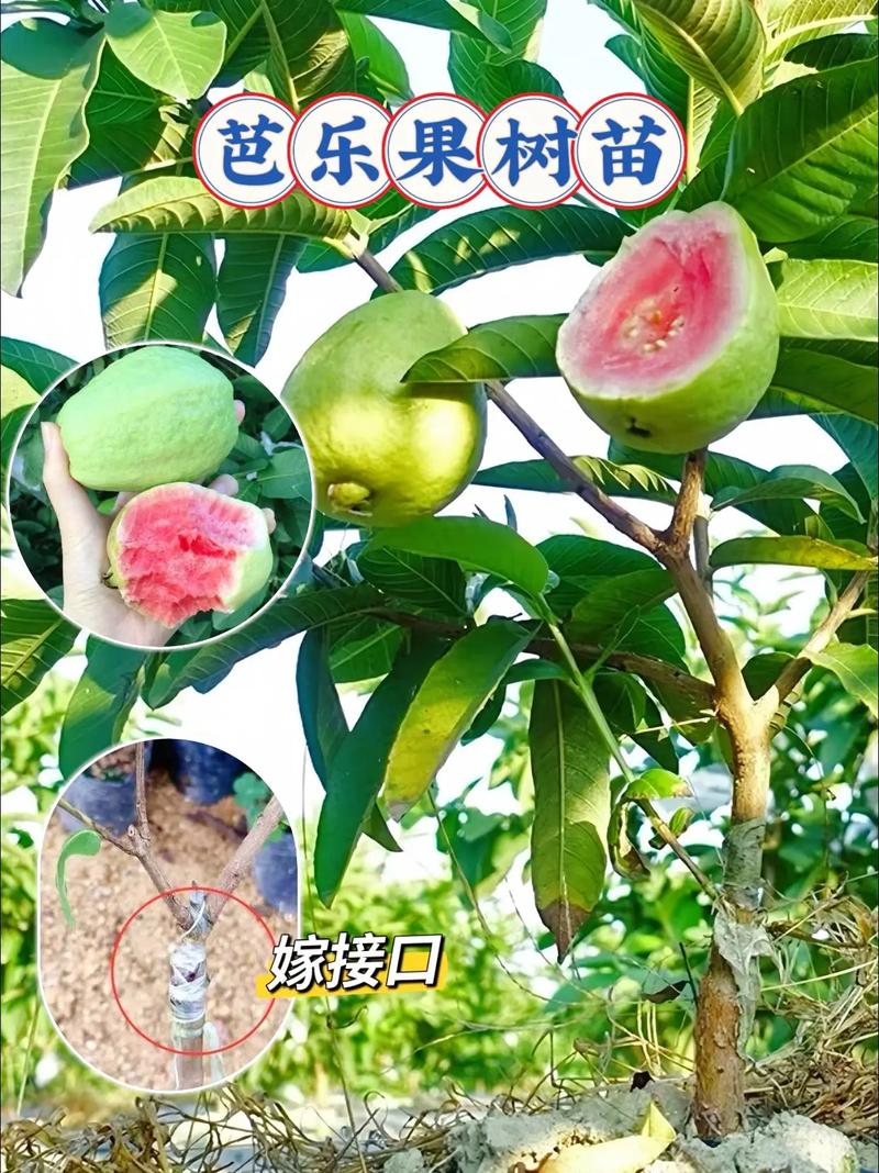 芭乐怎么种植，巴乐水果种植时间。 芭乐怎么种植，巴乐水果种植时间。 水果种植