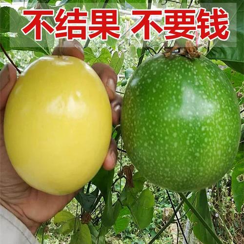 适合北方种植的水果有哪些，国内水果种植面积排名。 适合北方种植的水果有哪些，国内水果种植面积排名。 家禽养殖