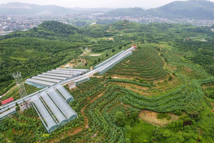 南方海拔在1000米高种植什么水果好，观光水果种植基地。 南方海拔在1000米高种植什么水果好，观光水果种植基地。 家禽养殖