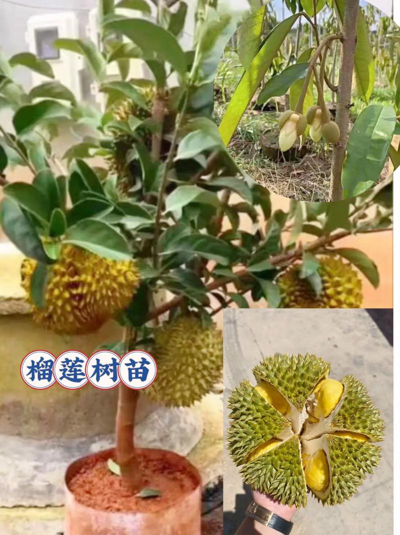 进口水果有哪些，应季的进口水果十大，以色列榴莲水果种植基地在哪里。 进口水果有哪些，应季的进口水果十大，以色列榴莲水果种植基地在哪里。 水果种植