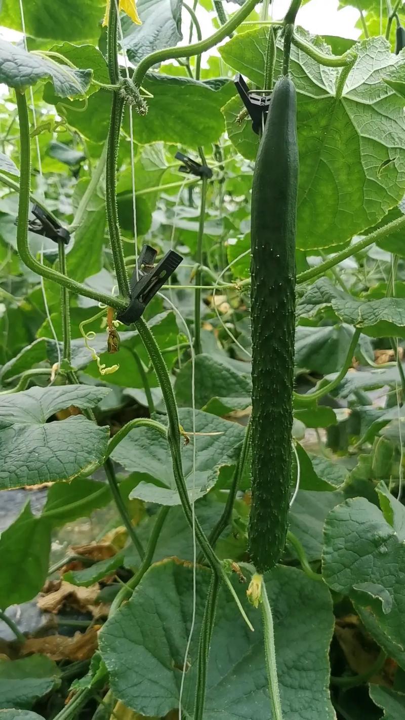 露天黄瓜种植技术，露天种植水果黄瓜方法视频。 露天黄瓜种植技术，露天种植水果黄瓜方法视频。 家禽养殖