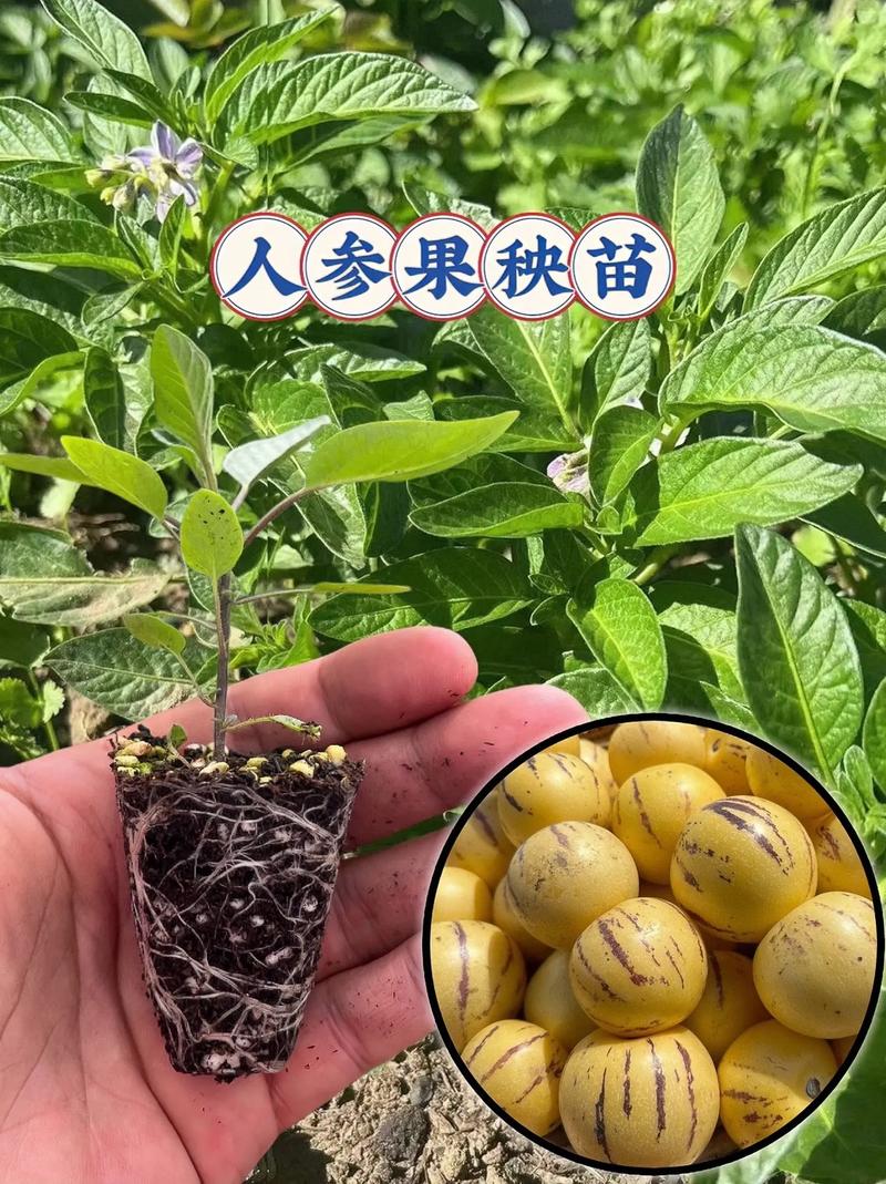 水果树种植方法，水果种植种苗要求标准。 水果树种植方法，水果种植种苗要求标准。 家禽养殖