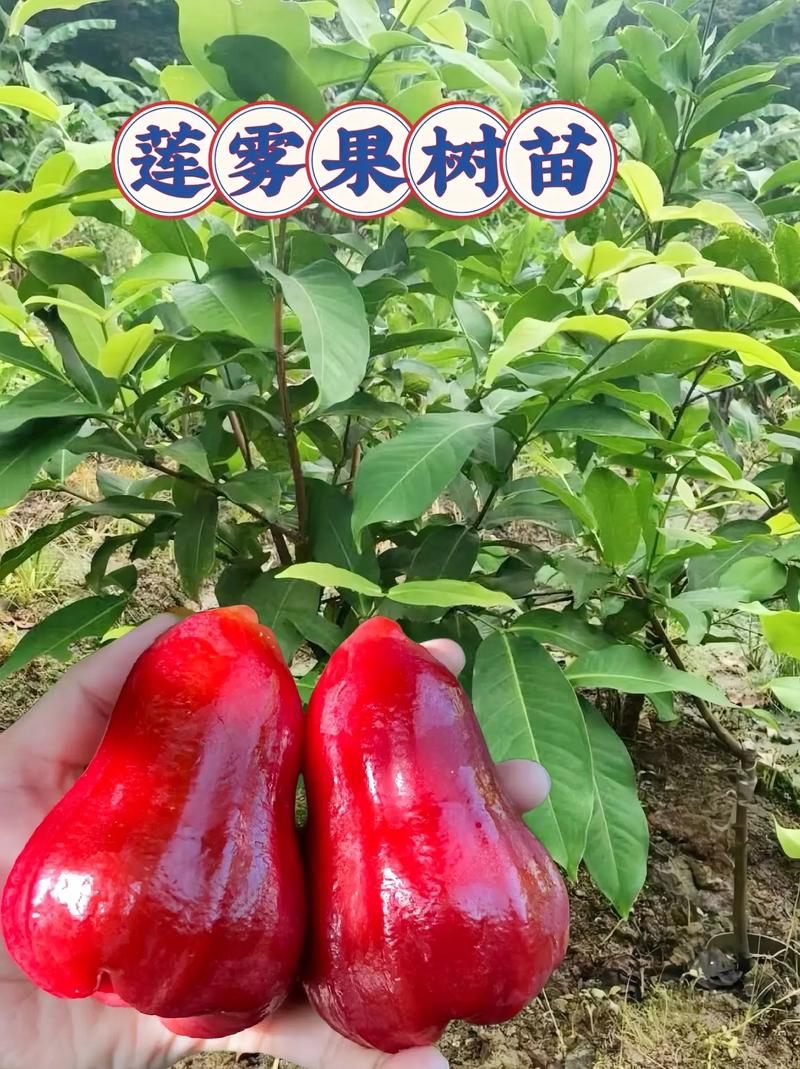 云南保山可以种莲雾吗，保山可以种植什么水果树。 云南保山可以种莲雾吗，保山可以种植什么水果树。 家禽养殖