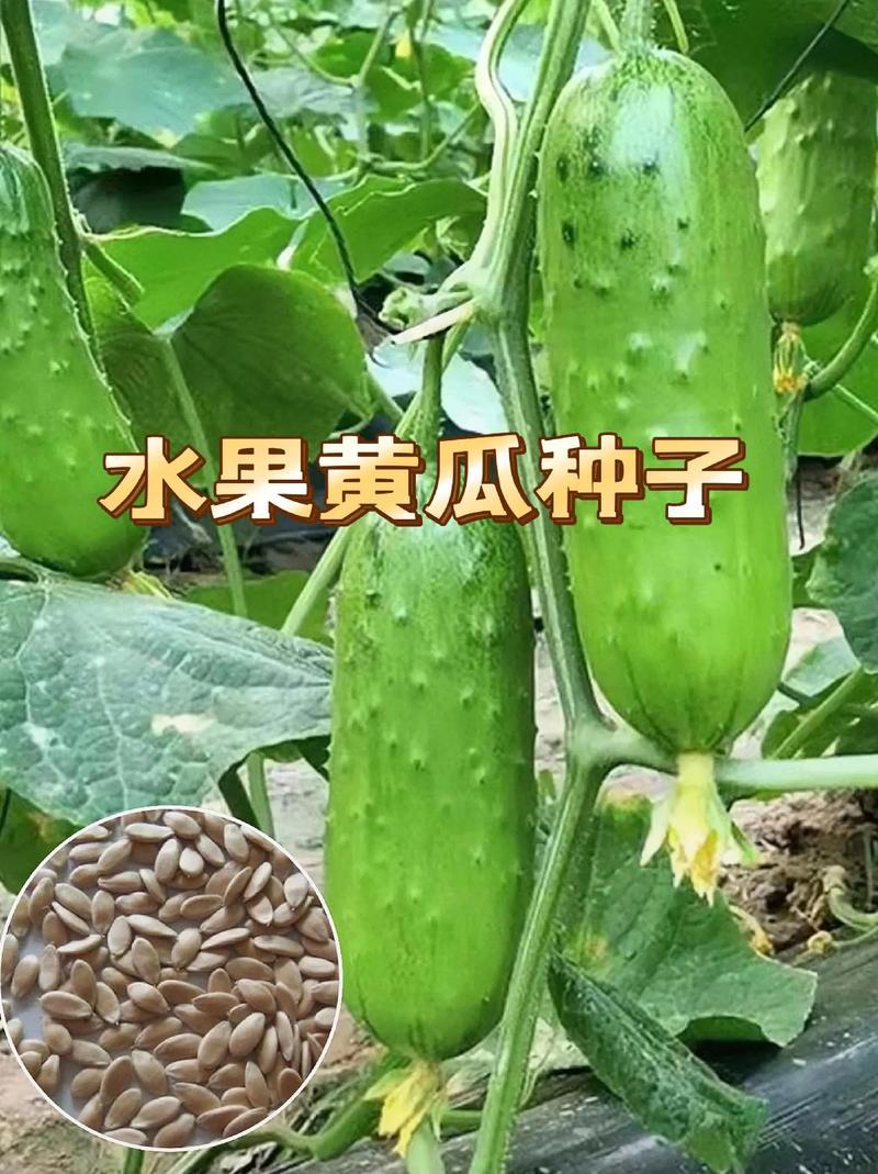 有哪些比较好吃的瓜菜？这些菜都是怎么做的？分享做瓜菜的经验，阳台种植水果黄瓜视频教程。 有哪些比较好吃的瓜菜？这些菜都是怎么做的？分享做瓜菜的经验，阳台种植水果黄瓜视频教程。 畜牧养殖