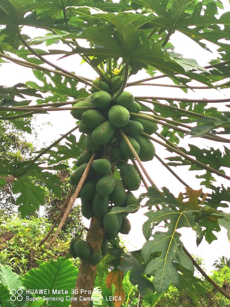 海南适合种植什么水果，海南多种植什么水果最好。 海南适合种植什么水果，海南多种植什么水果最好。 家禽养殖