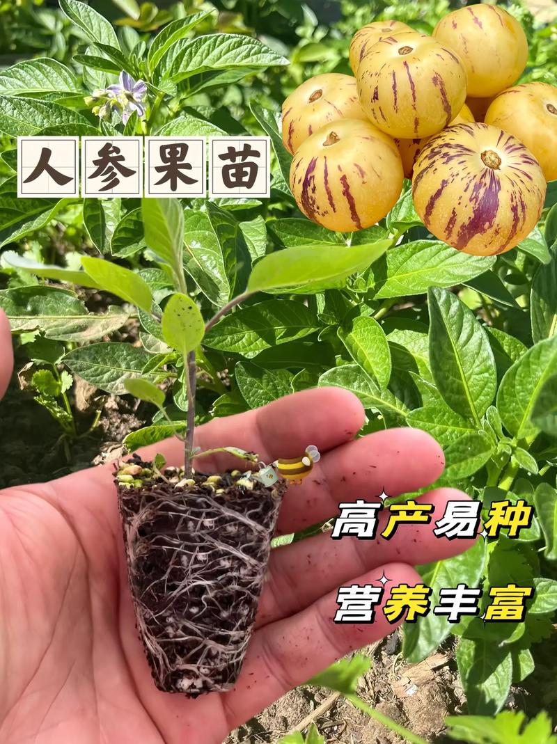 北方种植啥果子长快，什么水果种植时间最短。 北方种植啥果子长快，什么水果种植时间最短。 畜牧养殖