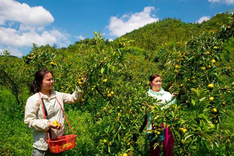 返乡创业，承包土地30多亩地种植樱桃、枇杷、蜂糖李、桃子、八月瓜、无花果，有前途吗，家庭水果种植条件有哪些。 返乡创业，承包土地30多亩地种植樱桃、枇杷、蜂糖李、桃子、八月瓜、无花果，有前途吗，家庭水果种植条件有哪些。 土壤施肥