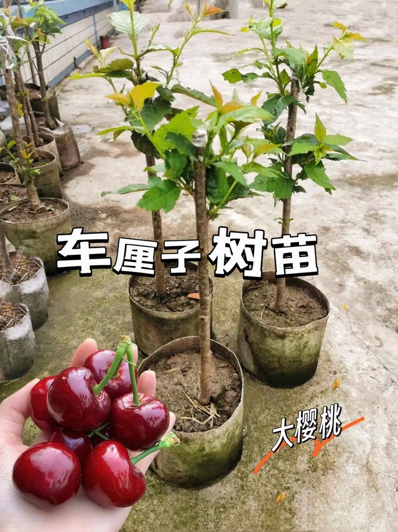 车厘子适合在南方种植吗？怎么种植好，水果避雨种植棚。 车厘子适合在南方种植吗？怎么种植好，水果避雨种植棚。 土壤施肥