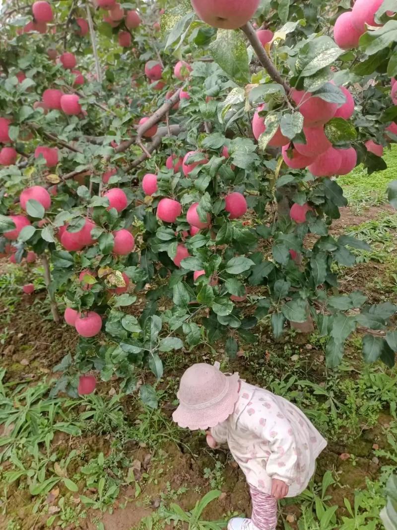 甘肃地区适宜种植的水果，天水种植水果前景如何。 甘肃地区适宜种植的水果，天水种植水果前景如何。 蔬菜种植