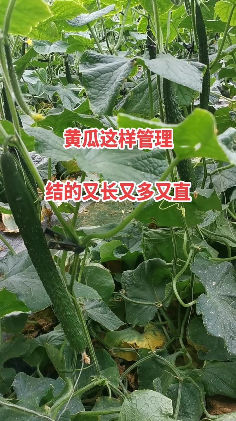 水果黄瓜露天种植时间与方法，水果黄瓜种植原创视频大全。 水果黄瓜露天种植时间与方法，水果黄瓜种植原创视频大全。 蔬菜种植